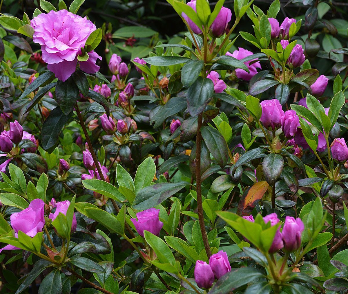 ~~AMELIA ROSE~~Azalea Rhododendron Deciduous SMALL ROOTED Starter Plant~~