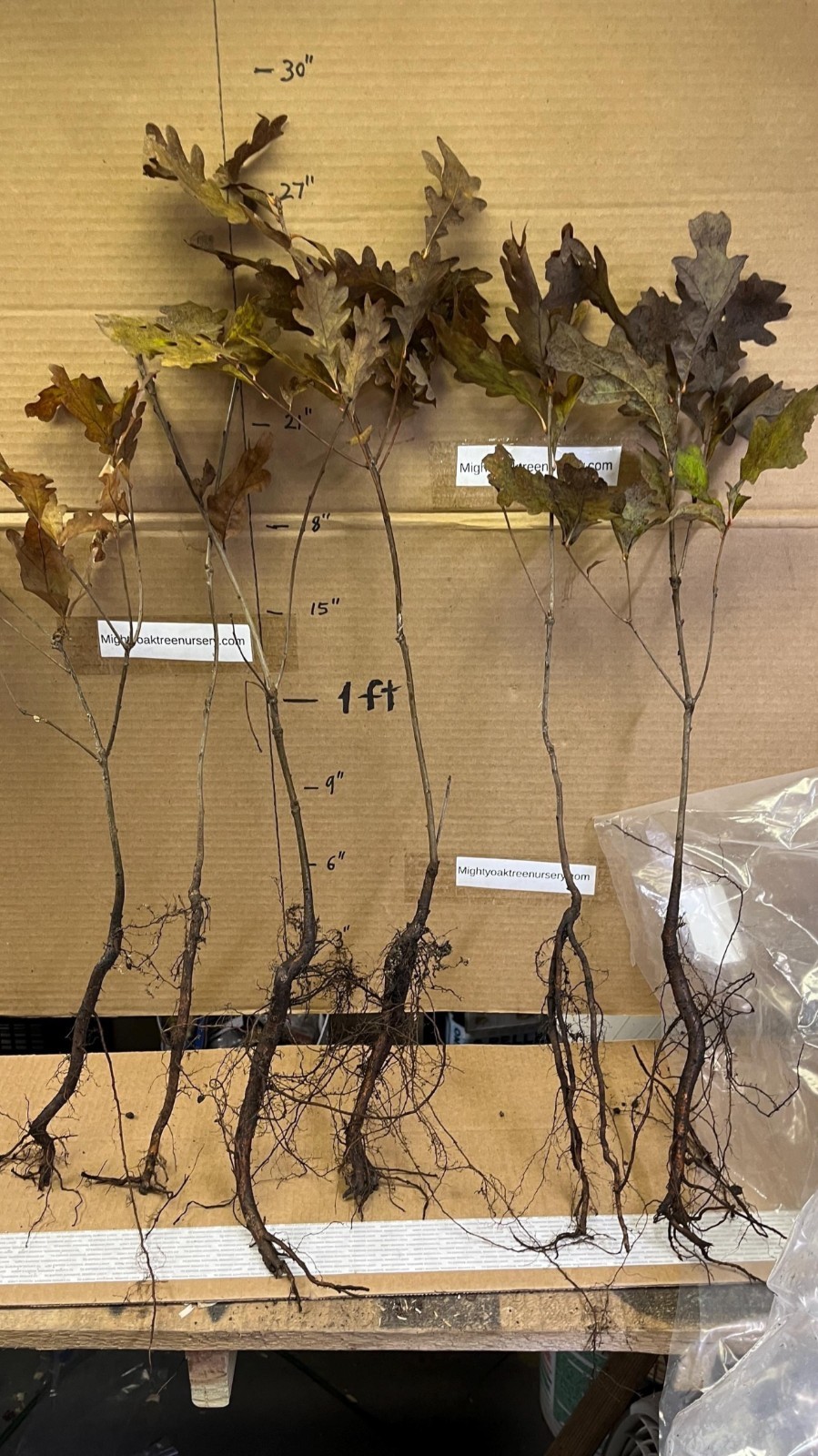 6 Plants Quercus robur Fastigiata , Columnar English Oak, 1 year old