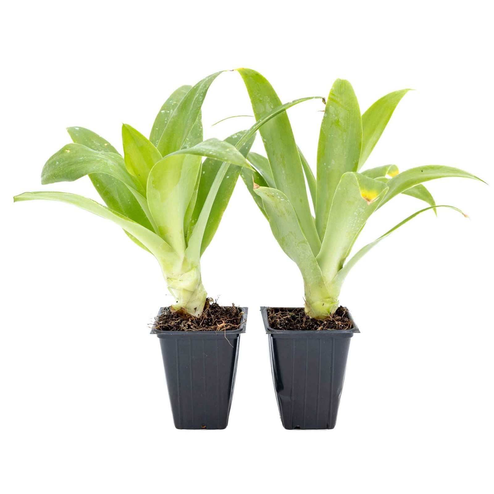 2 Foxtail Agave Succulents, Live Plants in Nursery Cubes (Agave attenuata)