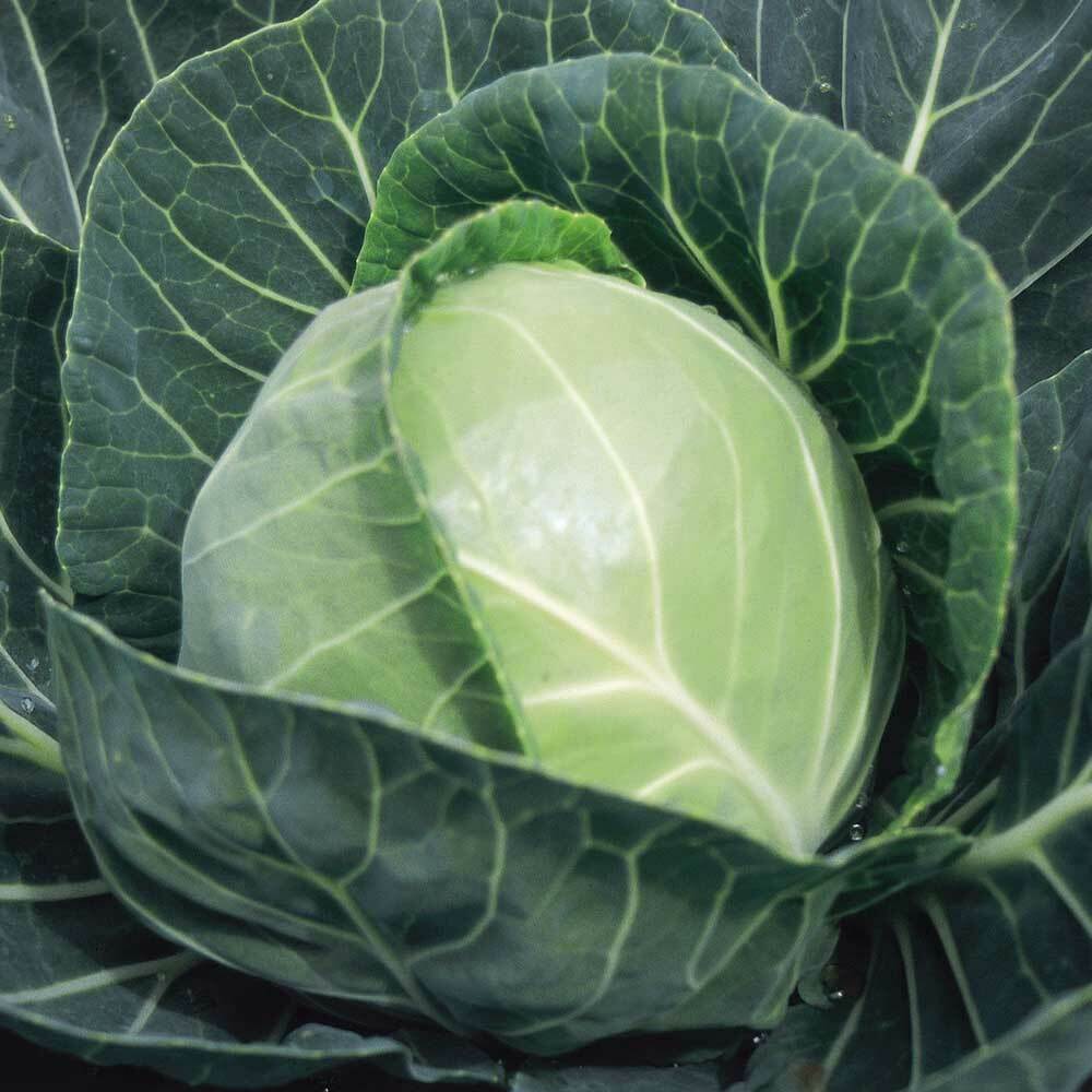 Copenhagen Market Cabbage Seeds 500+ Vegetable Garden NON-GMO USA FREE SHIPPING