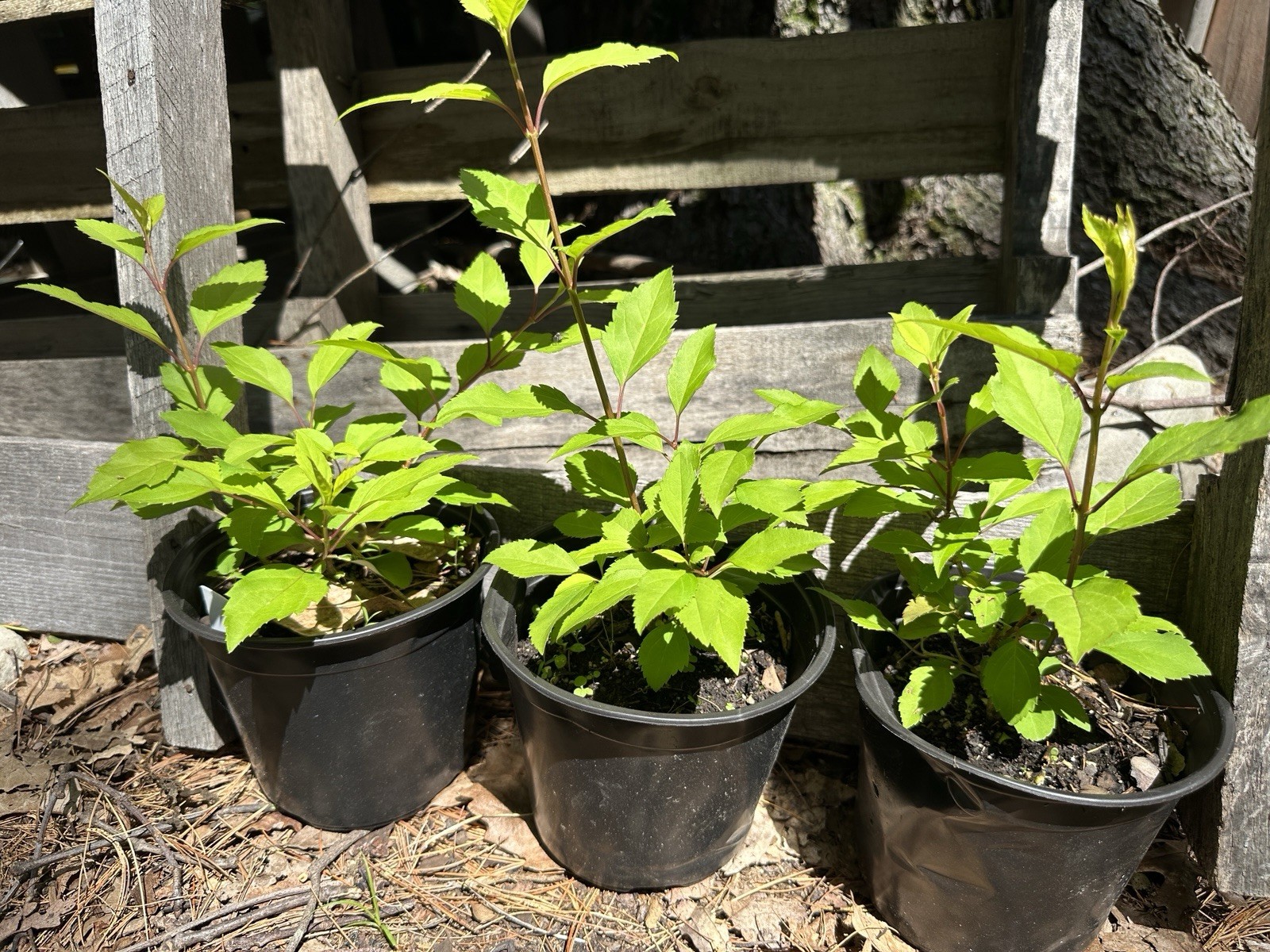 One Live Organic FORSYTHIA shrub (half Gallon Pot)