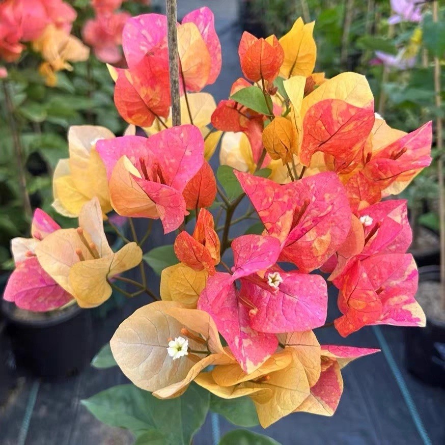 Multi color Adarna 阿达娜三角梅bougainvillea small Bonsai Bare Root 15-20in