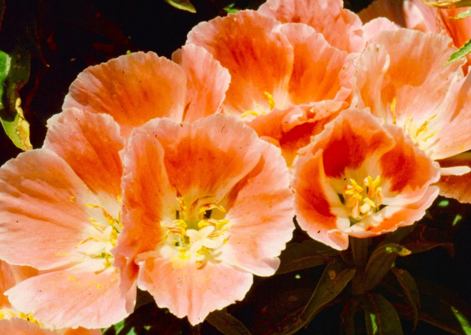 Orange Glory Godetia Seeds – For 2025 Planting Clarkia Azalea Double Flowering