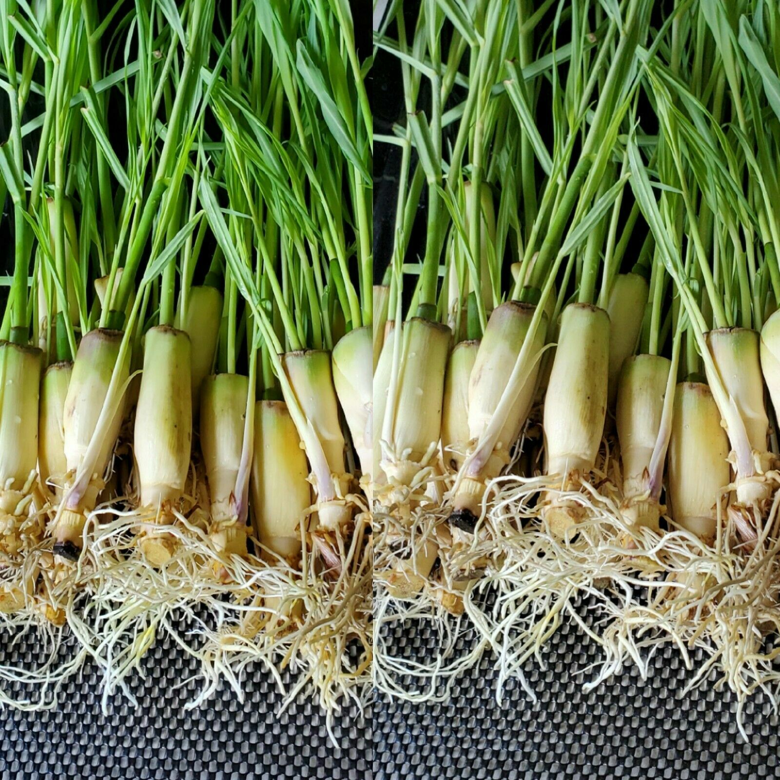 6 Lemongrass STALKS 5 to 8 Inches Long, Mosquito Repellent Perennial