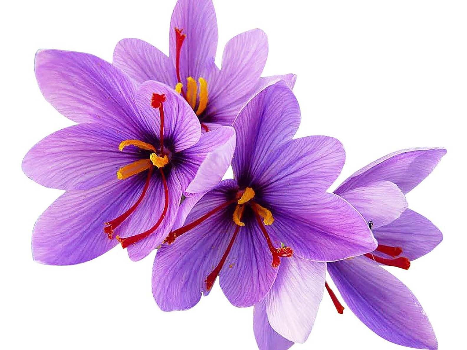 10 Large Saffron Crocus Corms for Planting – Purple Blooms, Perennial Bulbs for