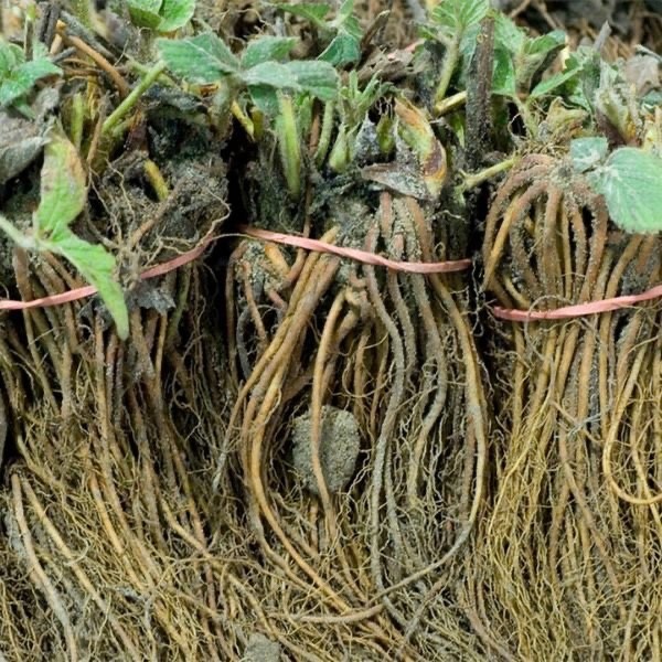 5 Fort Laramie Everbearing Strawberry Bare Roots