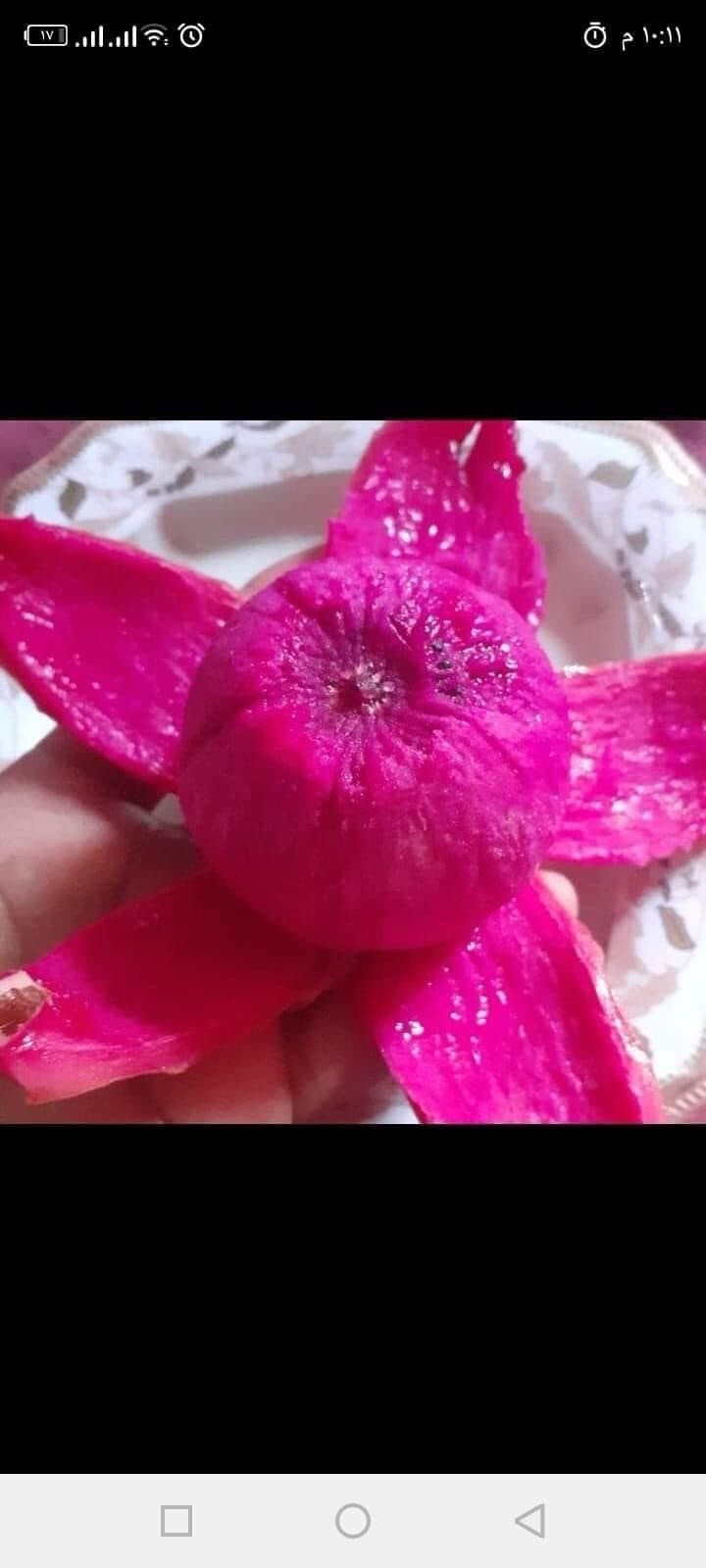 23 Dragon Fruit cuttings 8-12 inches long check The Description ￼ ￼