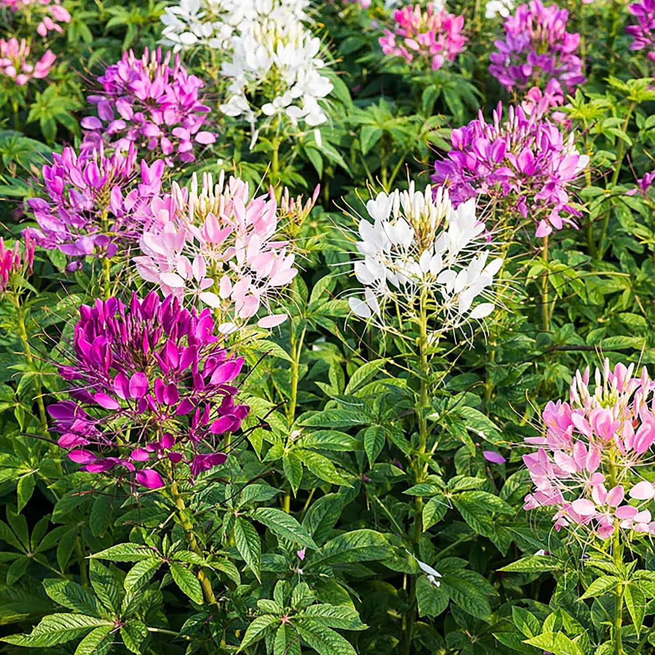Mixed Cleome – Spider Plants – Nectar Flower for Monarch Butterflies – multi
