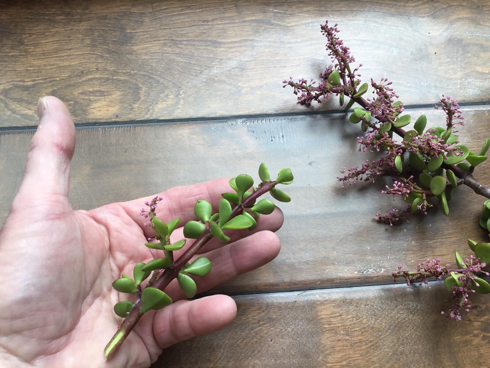 Christmas Tree Jade Cuttings…they even flower. 4 Cuttings
