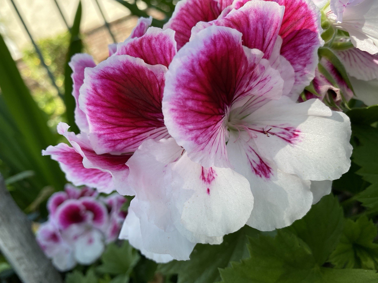 Geranium Pink & White Cuttings 3 Beautiful Fresh Pelargonium Ready To Plant