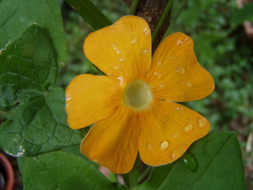 Thunbergia aurantiaca Gold Eyed Susan 10 seeds