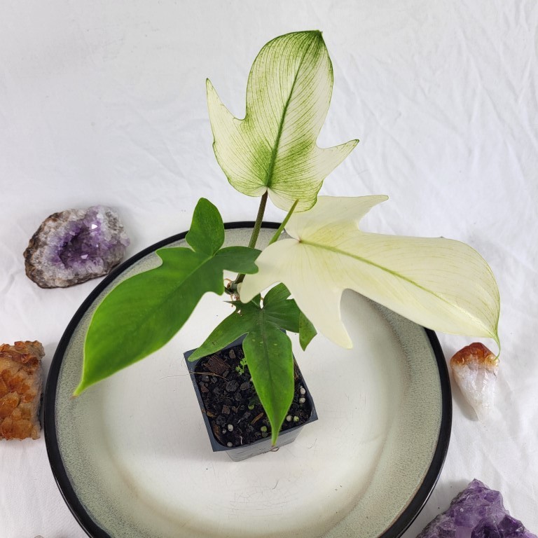 Philodendron Florida Ghost 2.5″ Pot, Fedex 2 day*