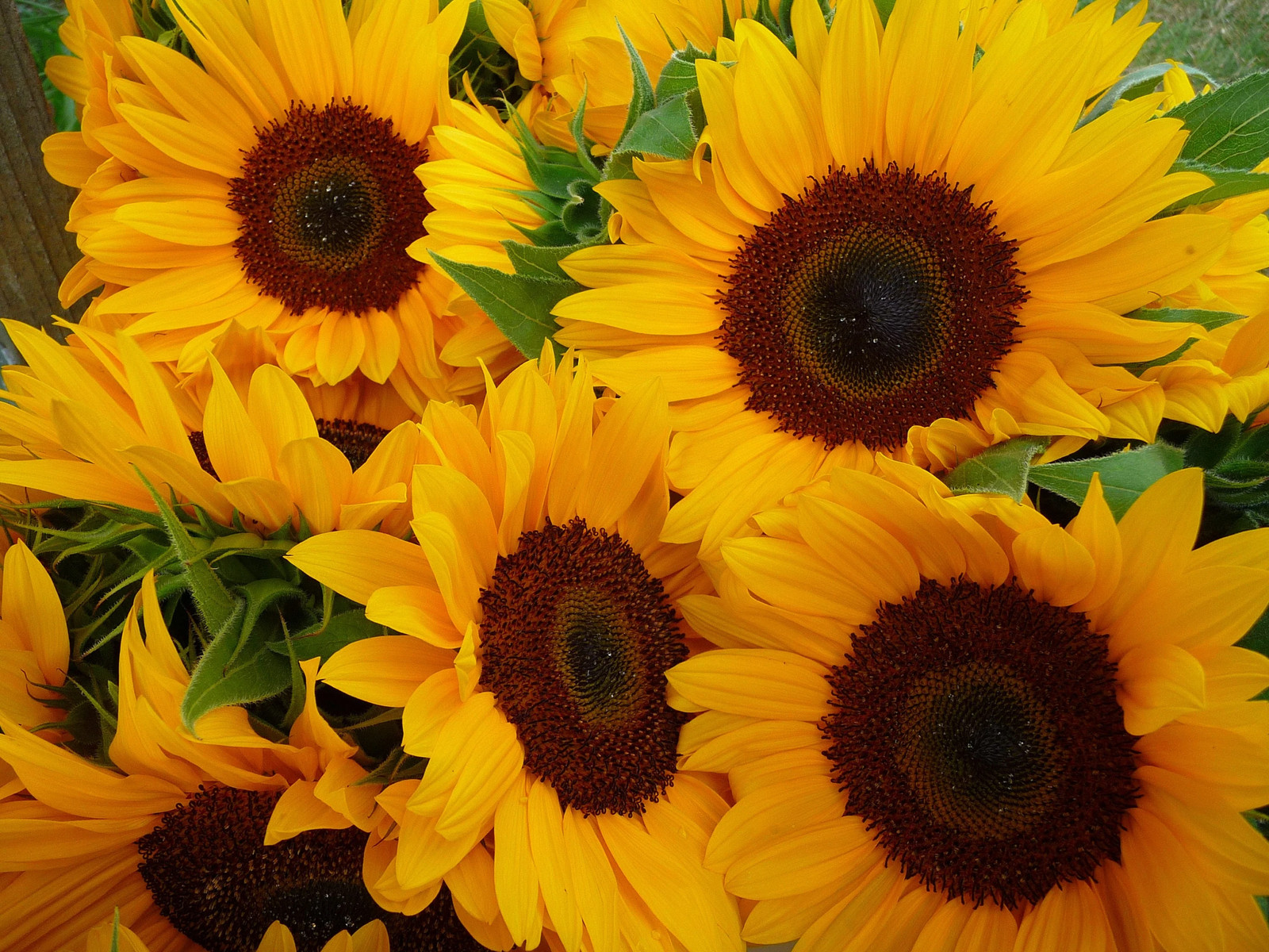 50 HOPI COMMON SUNFLOWER Helianthus Annuus Flower Seeds