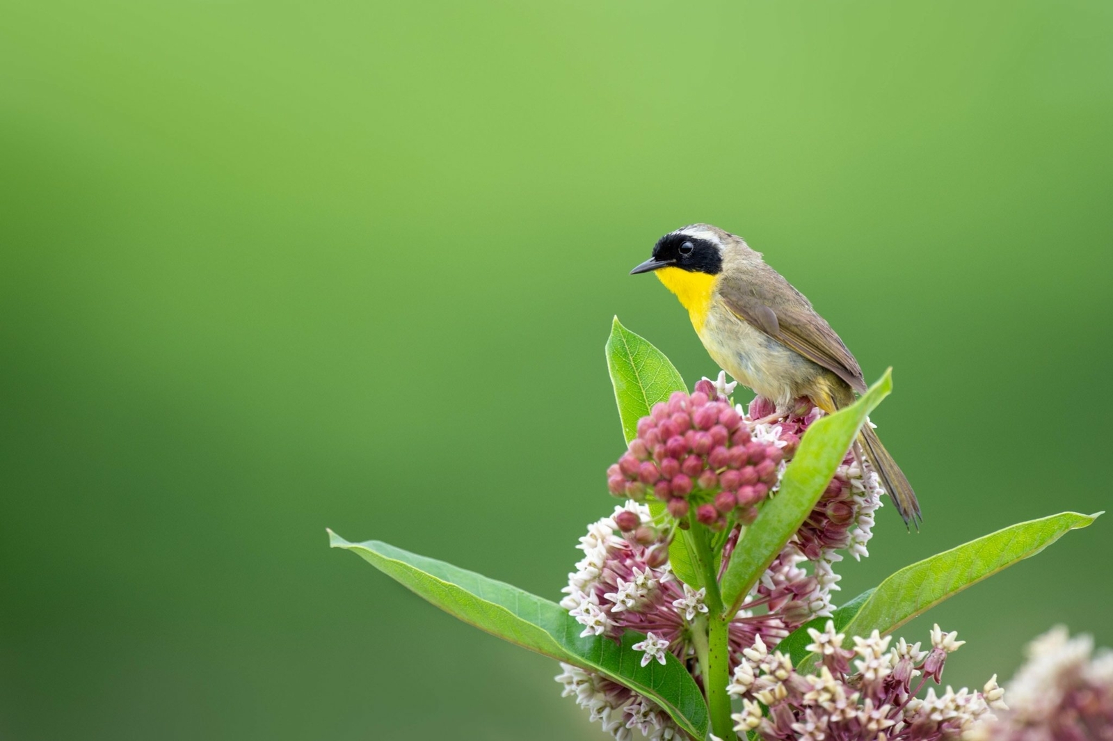 Common Milkweed – Asclepias syriaca