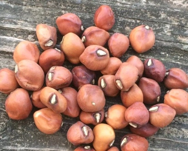 10 Knuckle Purple Hull Cowpeas | Brown Crowder Purplehull Field Cow Pea Seed