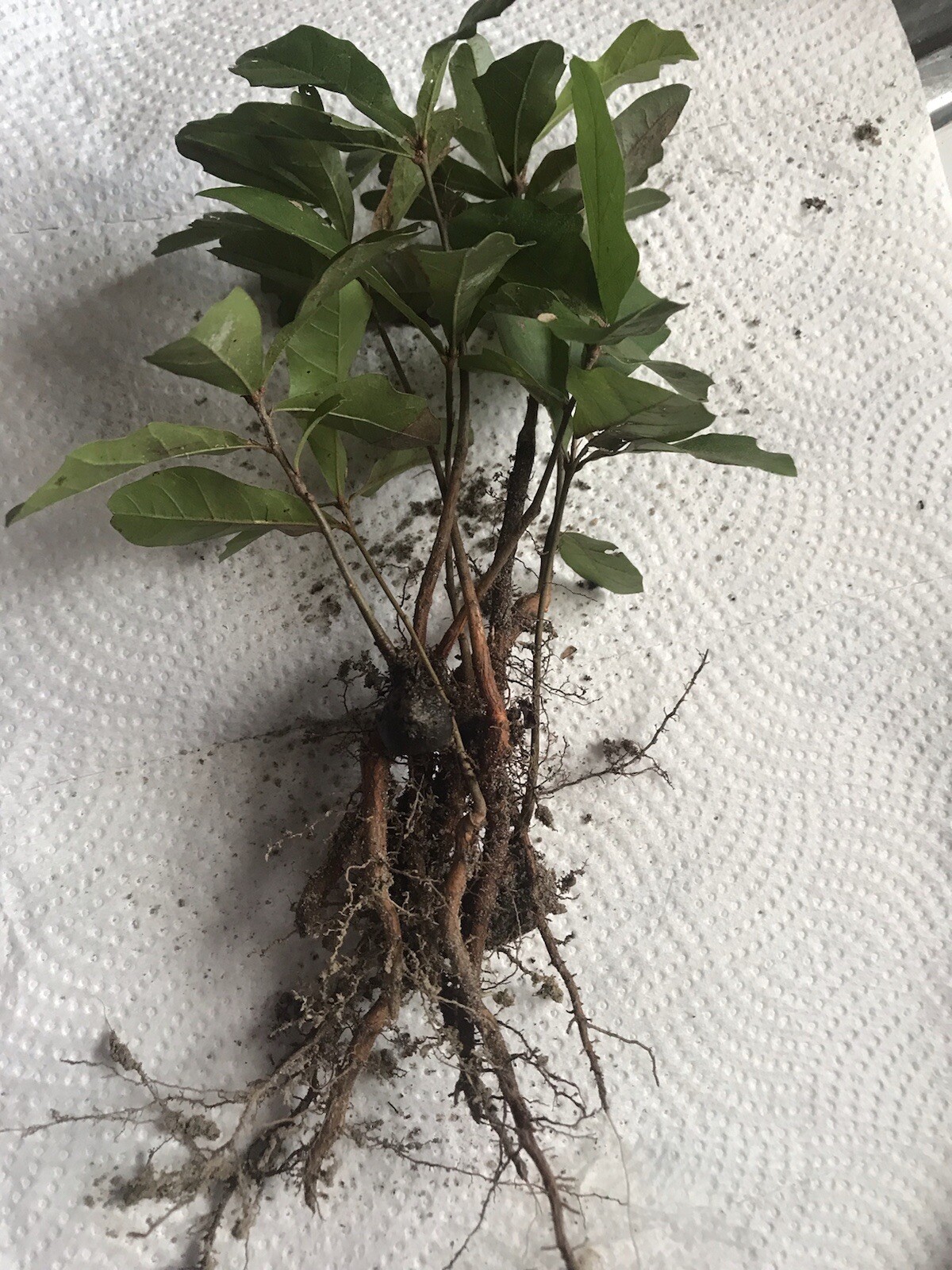 10 Oak Trees Live Plants Seedlings Sapling Acorn Shade 6-12 Inches