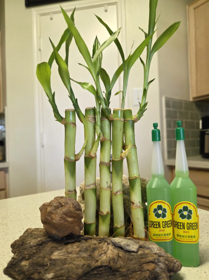 6″ Lucky Bamboo 5 Stalks FREE 2 Bottles Plant Fertilizer, Home Decor, Gift