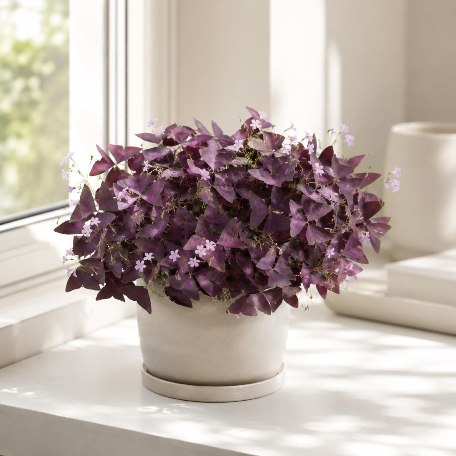 Pack of 24 Purple Shamrocks Bulbs, Oxalis Bulbs for Planting, Oxalis Triangulari