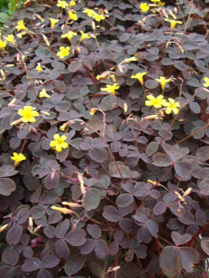 Live Burgundy Yellow Oxalis Plant (Oxalis triangularis), 2–5″ Tall, Ship No Pot