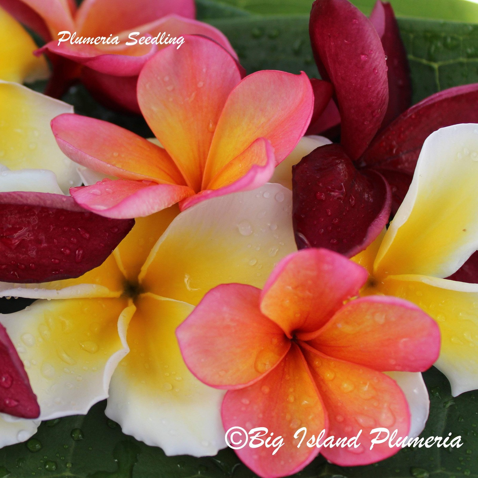 1 year Plumeria Seedlings, Make your own 3-Pack