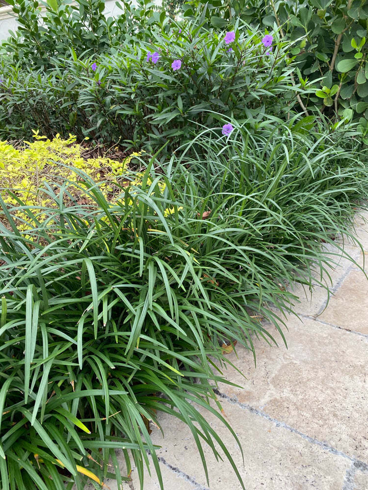Liriope Muscari Grass Live Plant Super Blue Lilyturf 4 In-1 Gal Pot 4-12″ Tall