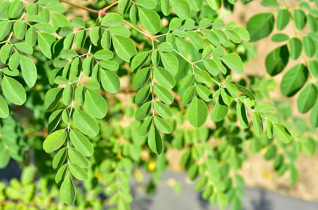 Live Moringa Oleifera Plant – 1 Pot (2 Plants per Pot) – Fast Growing Tree