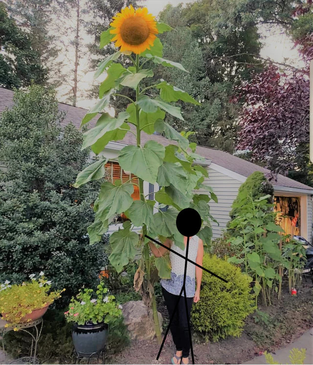 Mammoth Grey Stripe Sunflower Seeds | Huge Giant Russian Sun Flower Seed 2023
