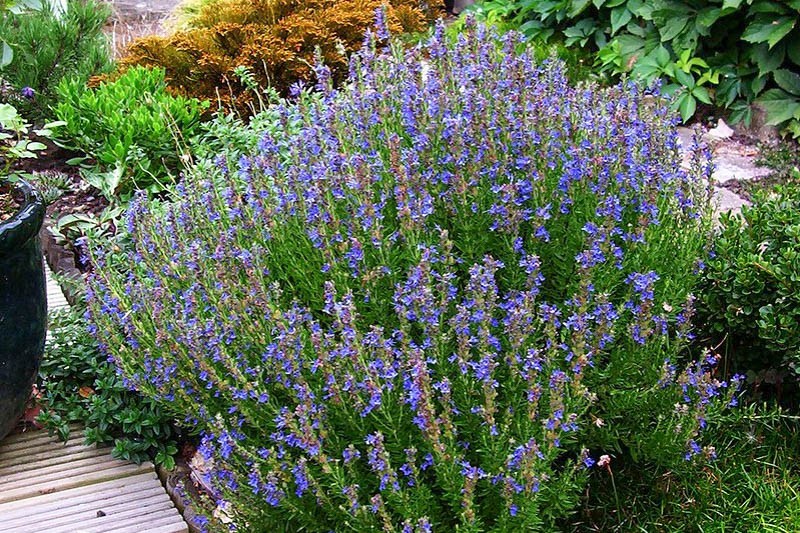 Hyssopus officinalis – HYSSOP – Herb – Seeds!