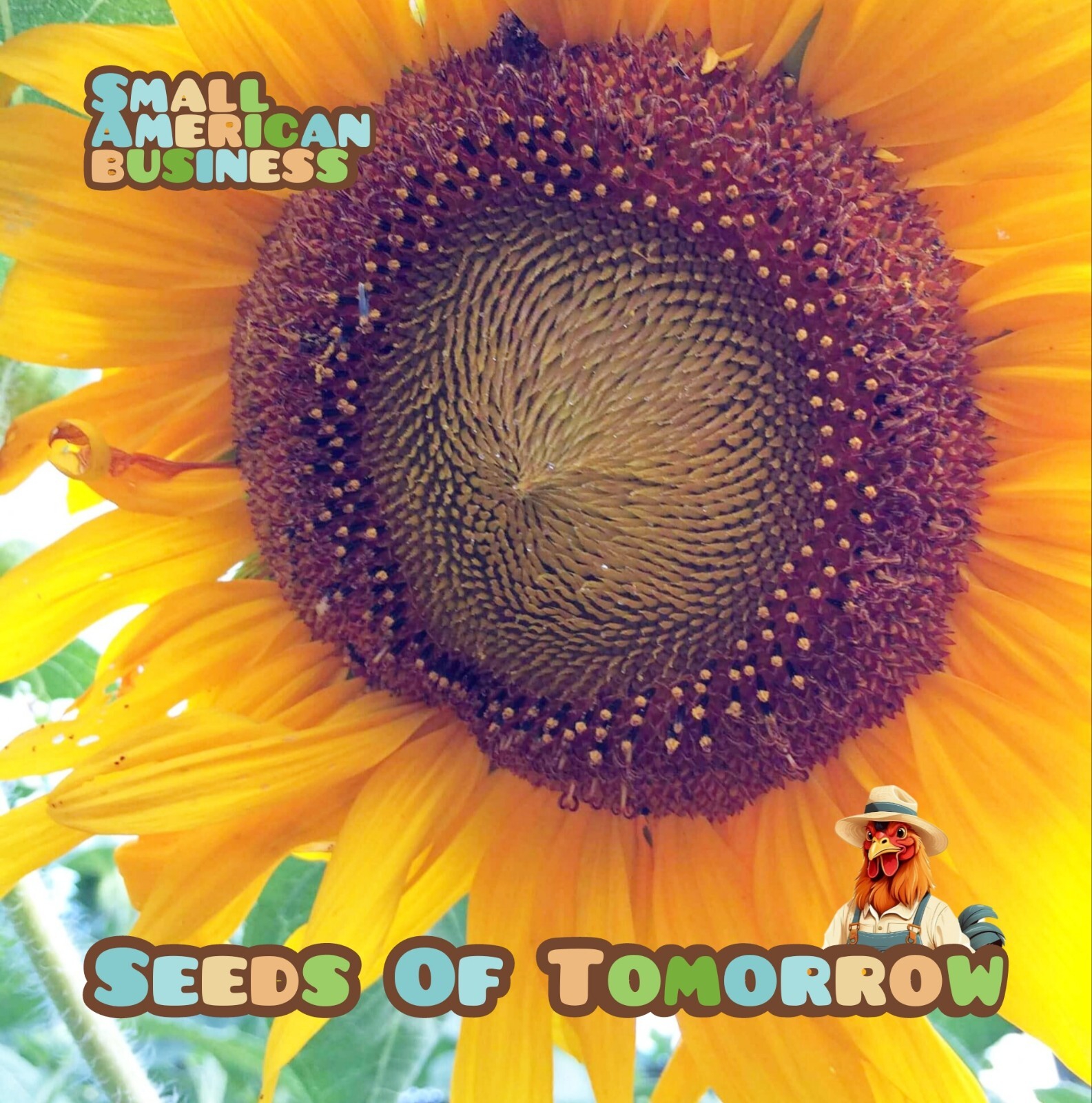 50 Mammoth Russian Sunflower seeds- With Bonus! | Organic Non-GMO Heirloom