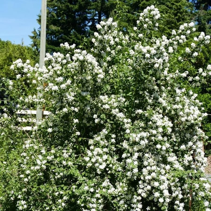 3 Sweet Mock Orange Starter Plant 12-24″ Philadelphus coronarius Bare Root