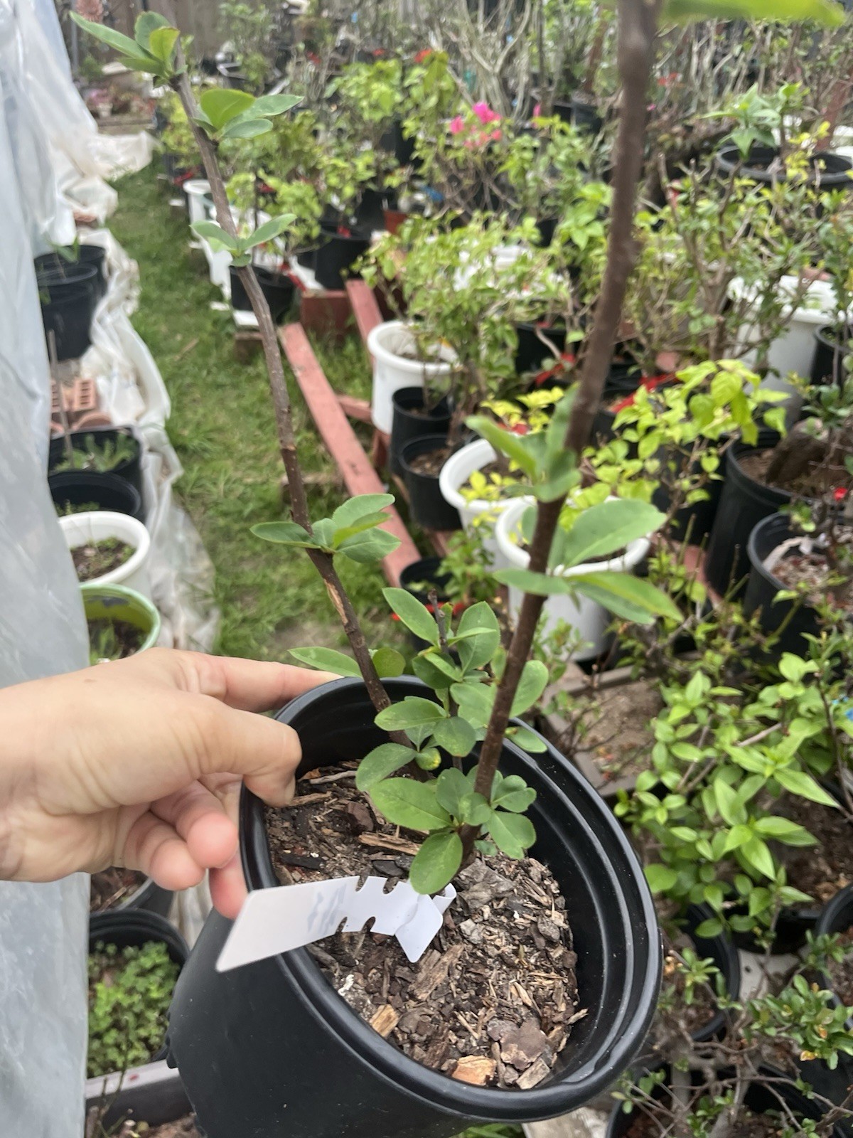 Chinese Quince (Pseudocydonia sinensis) Caiyu Multi Double petals 彩玉贴梗海棠