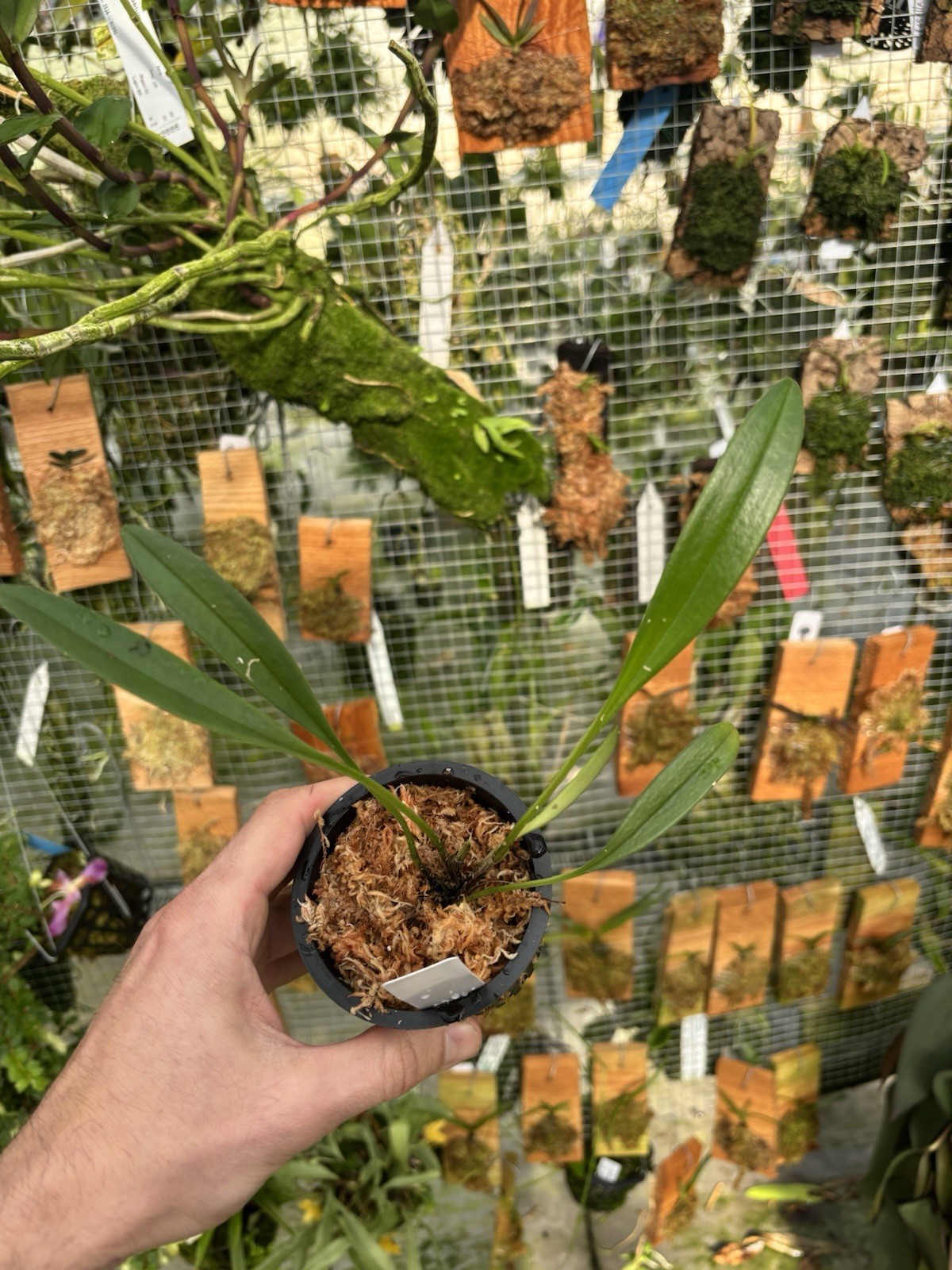 Masdevallia datura Rare Fragrant Orchid Species Bloom Size