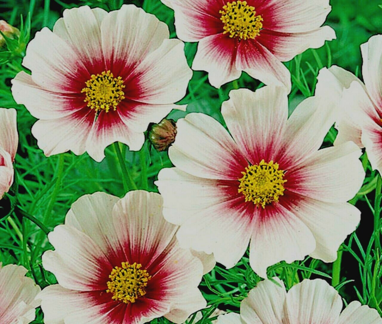 300+COSMOS DAYDREAM Seeds Wildflower Heat Drought Poor Soils Pollinators Easy
