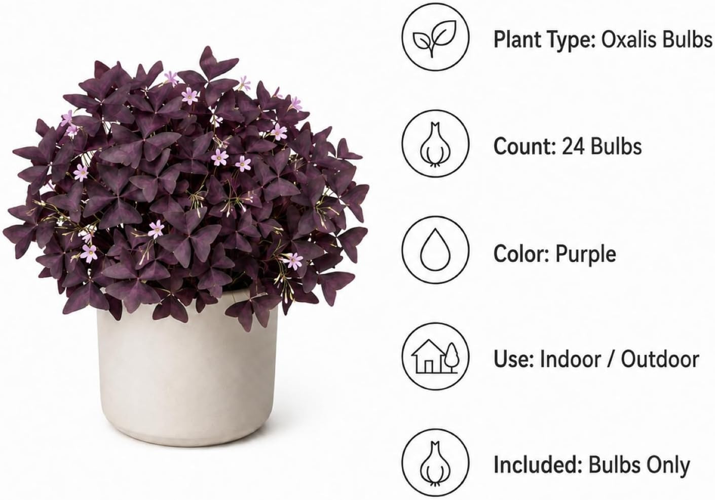 Pack of 24 Purple Shamrocks Bulbs, Oxalis Bulbs for Planting, Oxalis Triangulari