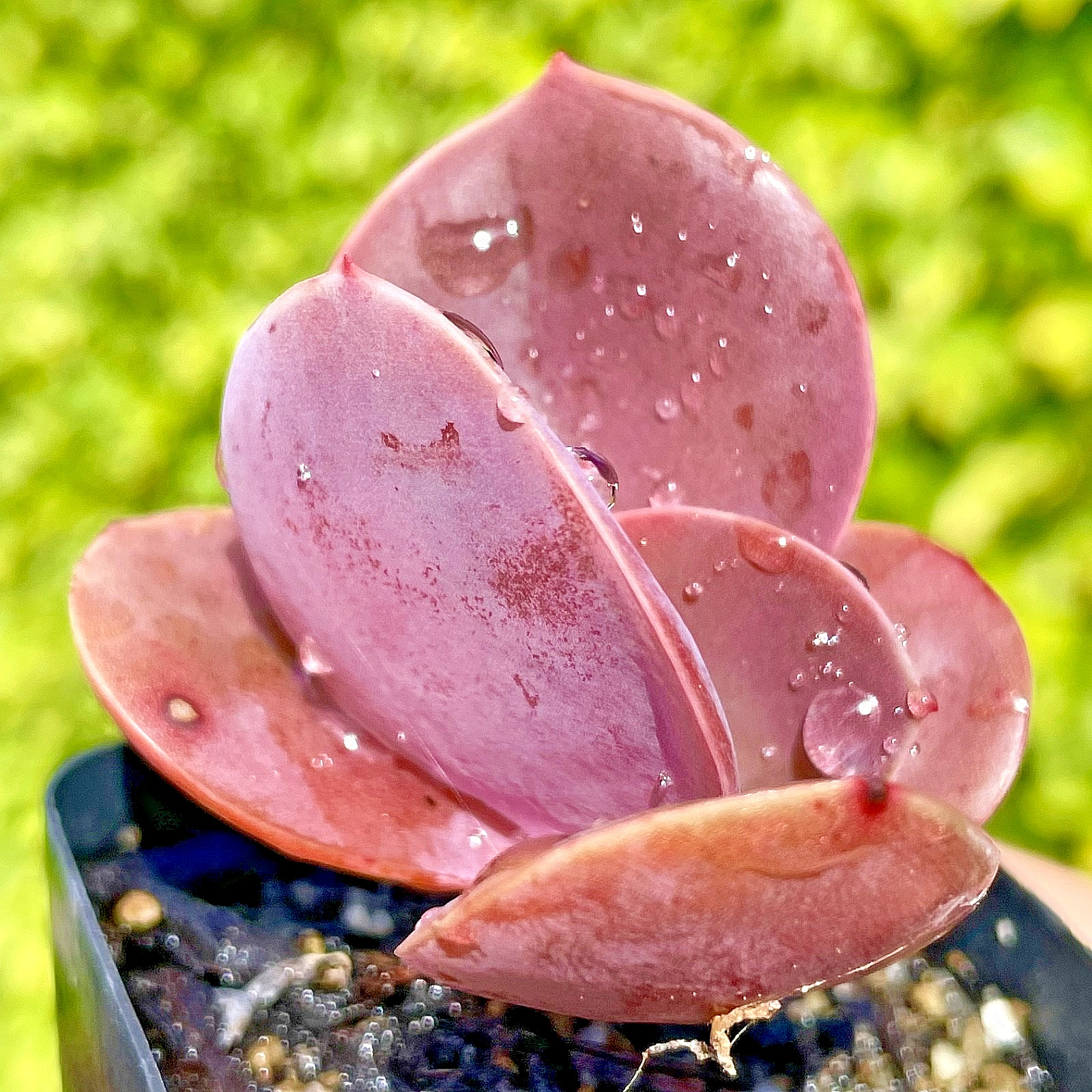Rare Imported Burgundy Red Pink Paddle Succulent Rooted Live Plant 2.5-3″
