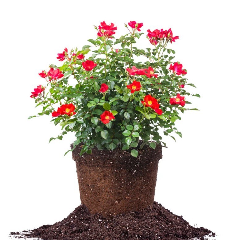 Friendly® Red Rose in 3 Gal Pot Outdoor Flowering Garden Plant Live Bush Rose