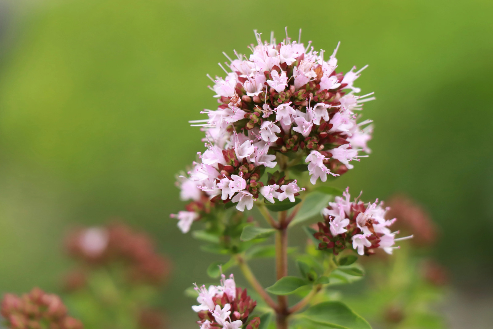 2000 SWEET MARJORAM Origanum Majorana Herb Flower Seeds