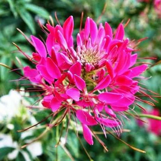 Cleome CHERRY QUEEN Spider Plant Attracts Butterflies Bees + Non-GMO 200 Seeds