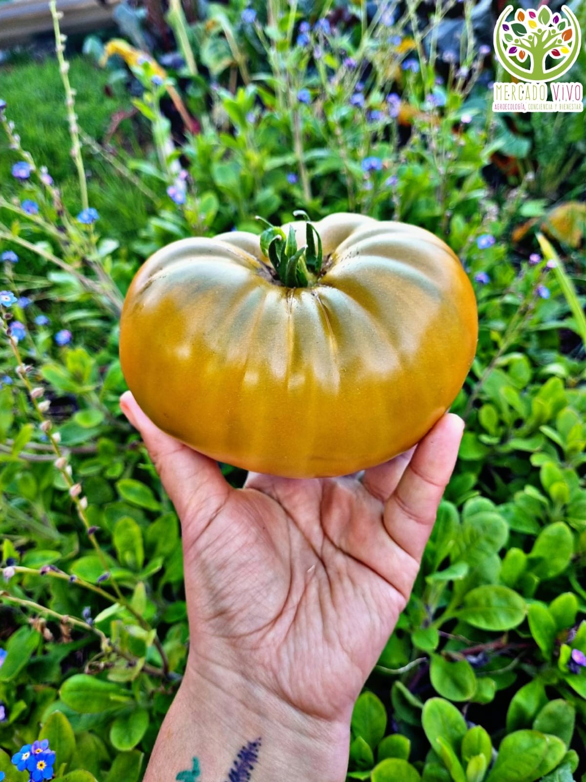 10 seeds Uluru Ochre DWARF Tomato Variety ORGANIC DTP beefsteak