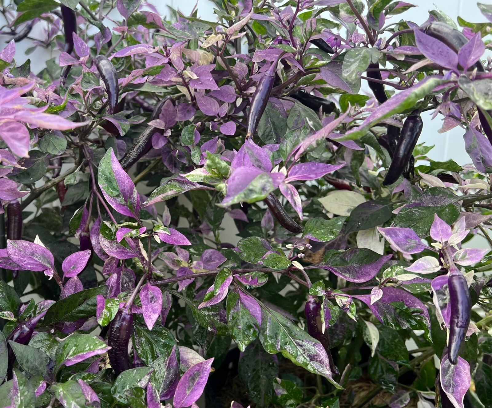 Dreamcatcher x Jalapeno Farmers Market Potato- Variegated Unique Pepper Seeds