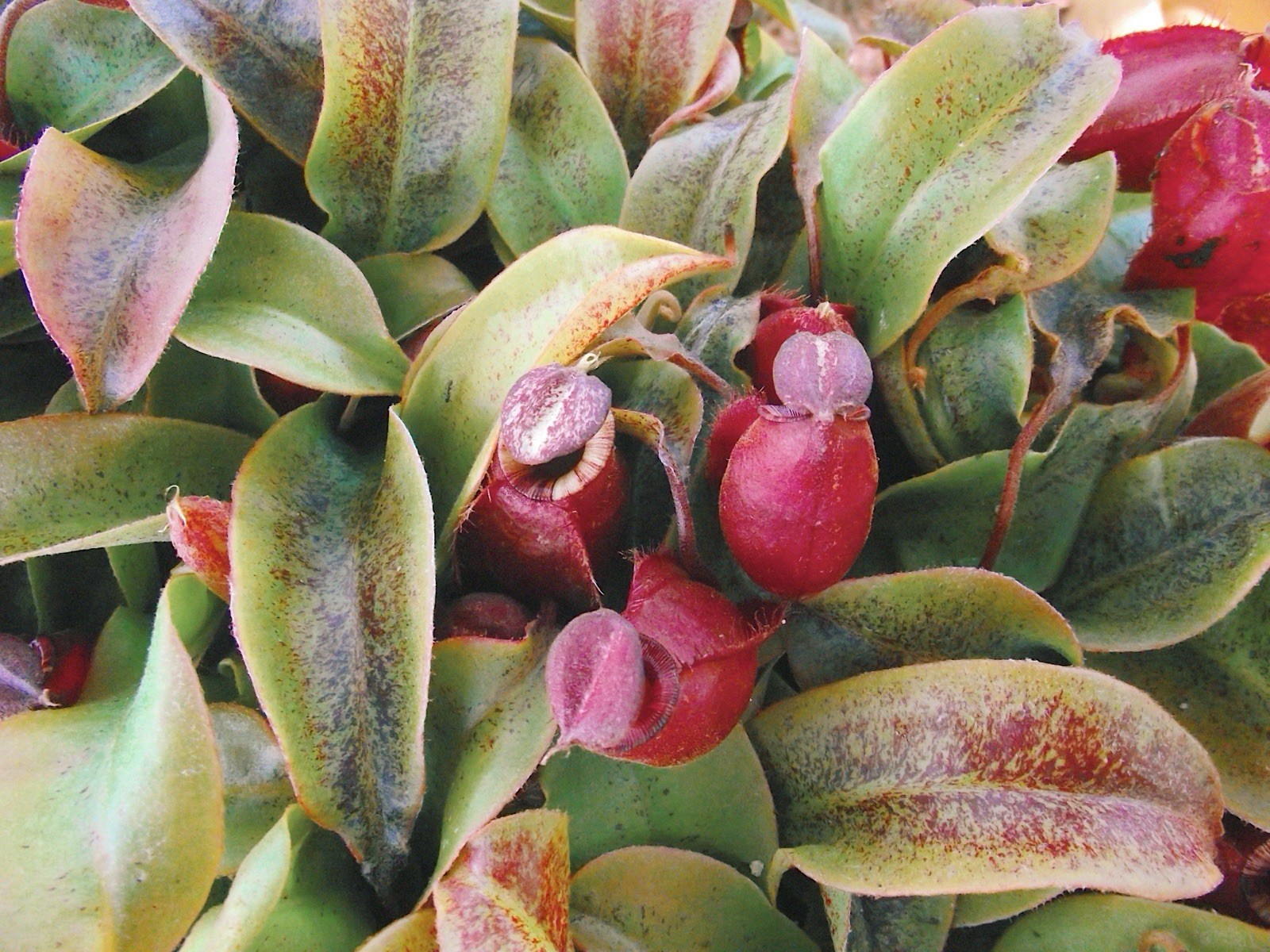 Nepenthes Mirab. Var Globosa x Ampullaria Black Miracle carnivorous plant