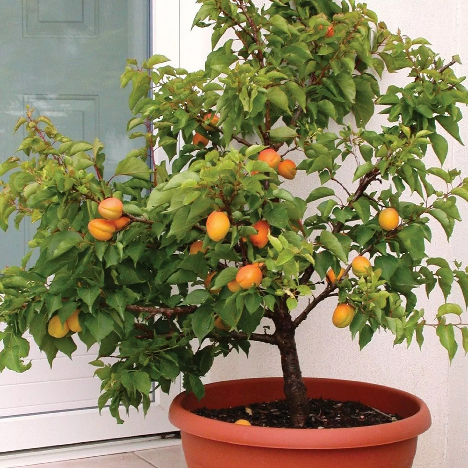 Dwarf Apricot Tree{Prunus armeniaca}Organic 5 Pre-Stratified SEEDS USA POST