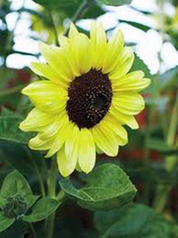 SUNFLOWER, LEMON QUEEN, 20+ SEEDS LARGE BEAUTIFUL VIVID COLORFUL BLOOMS