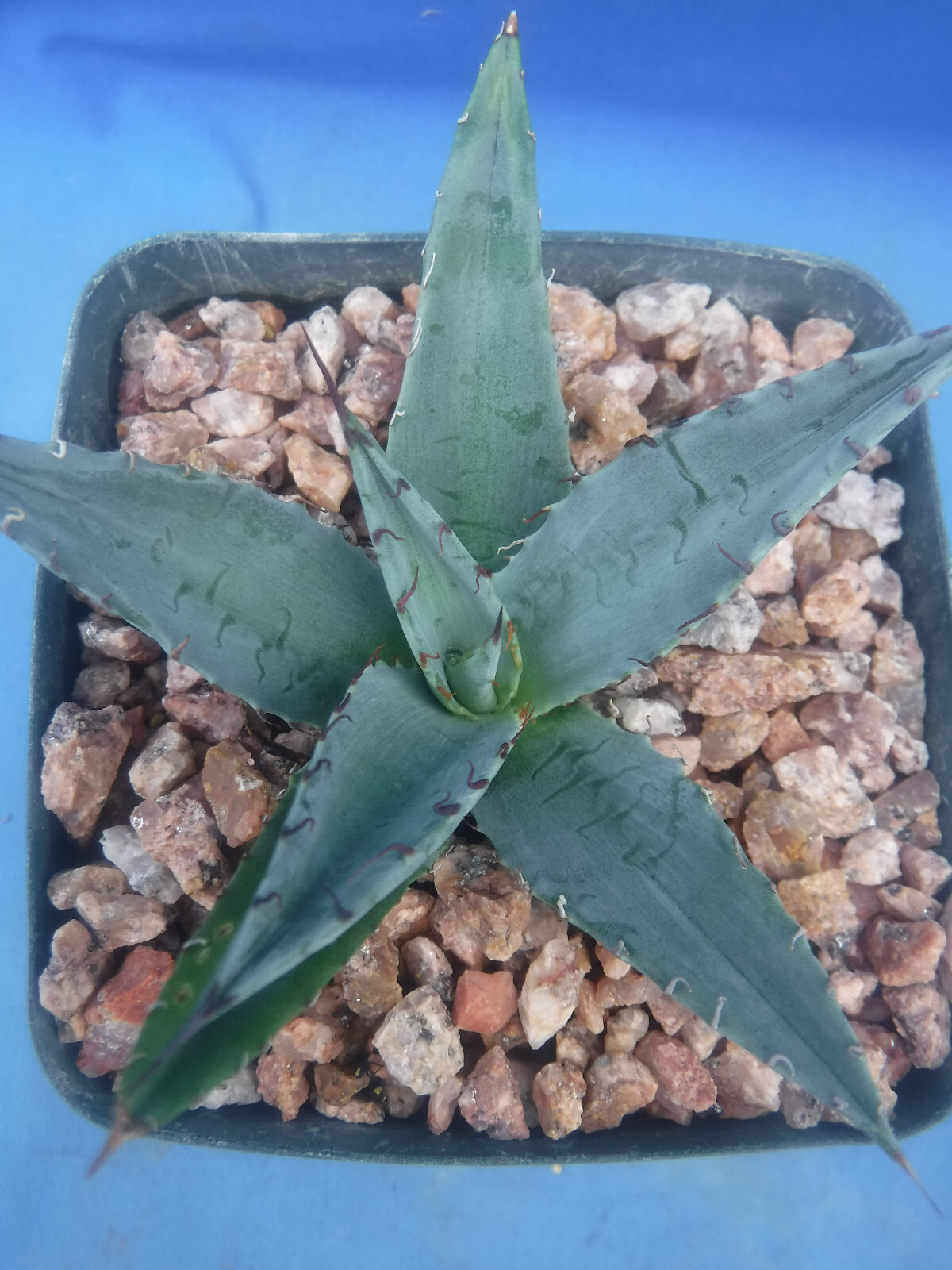 Agave ovatifolia x victoriae-reginae “Sho-Time” Starter Plant HYBRID 2.5″-3.5″