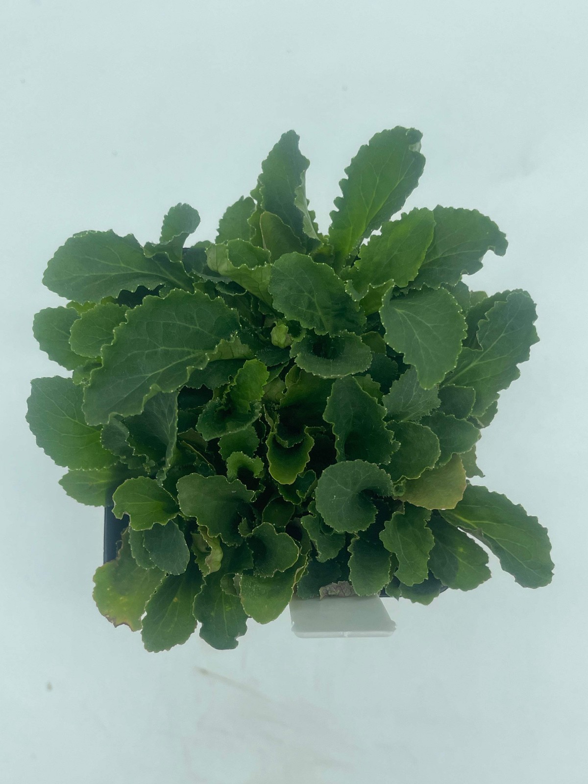 Indian Lobelia Live Plant 3″ Starter Pot – Lobelia Inflata