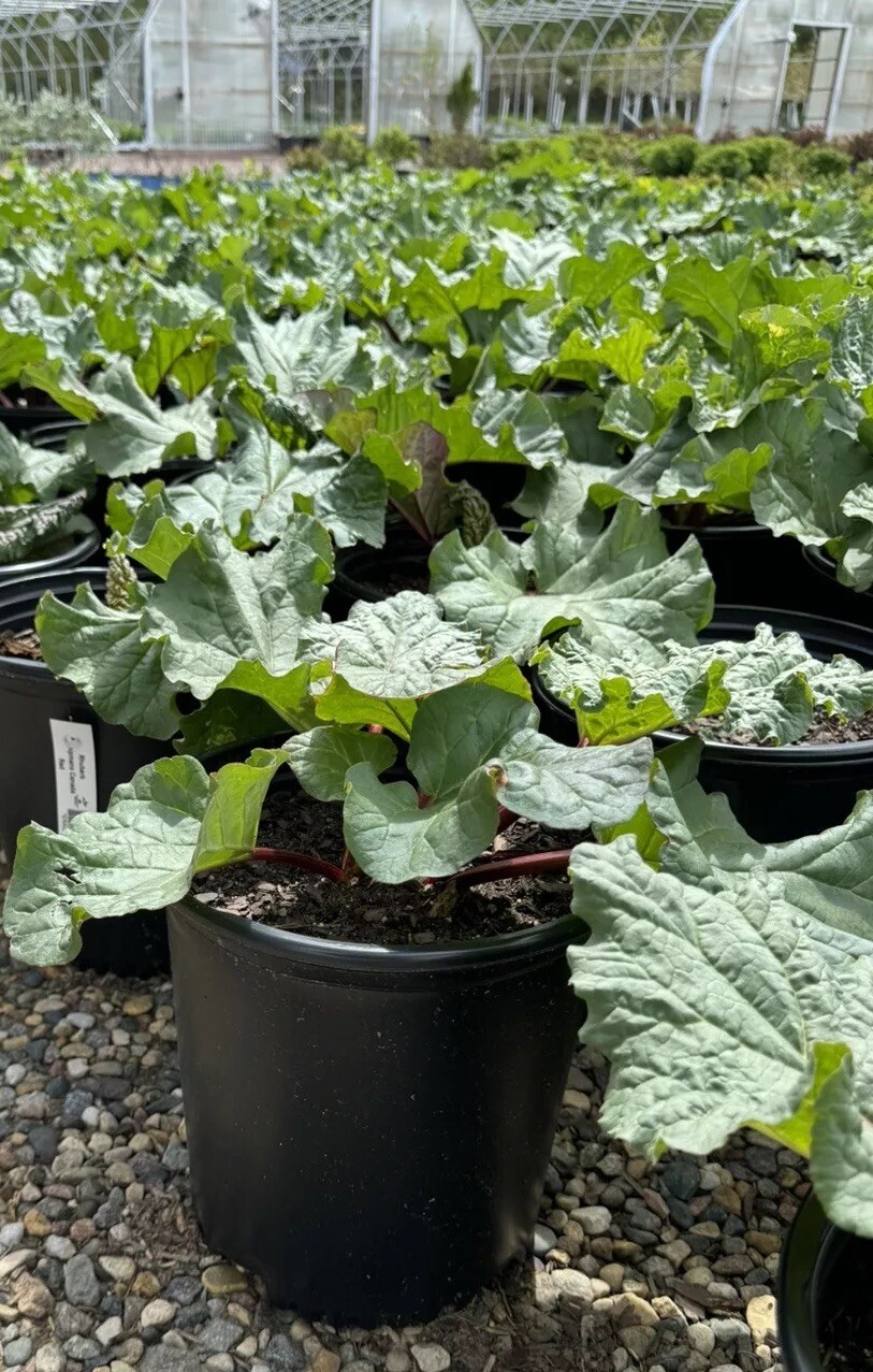 2 Chipman’s Canada Red Rhubarb Plants Large 2 gal. Potted Edible Plants