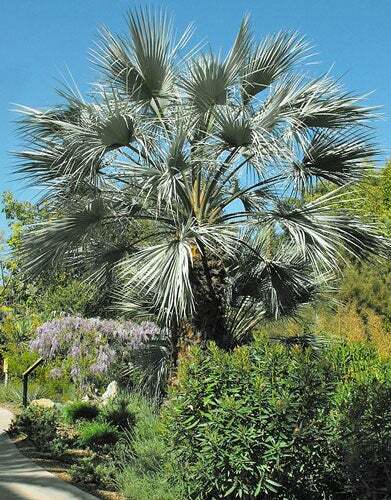 Brahea armata | Blue Hesper Palm | Gray Goddess | 5 Seeds
