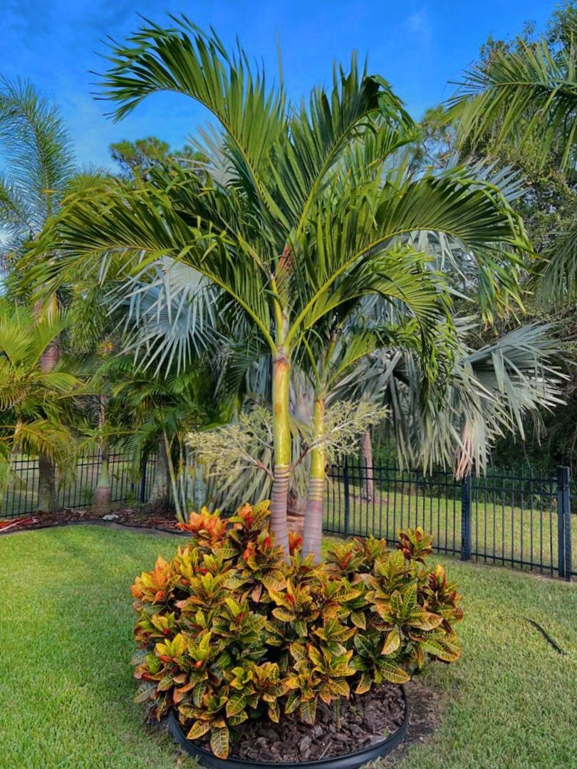 Live MATURE 1 ft tall : Bare root : Adonidia Merrillii Christmas Palm Tropical