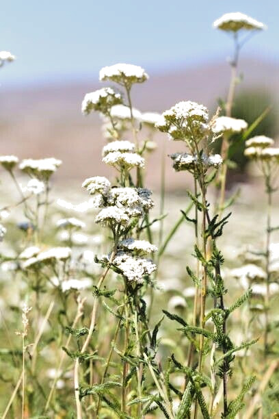 500 WESTERN YARROW SEEDS | 2026 SALE FREE SHIPPING NON GMO HEIRLOOM
