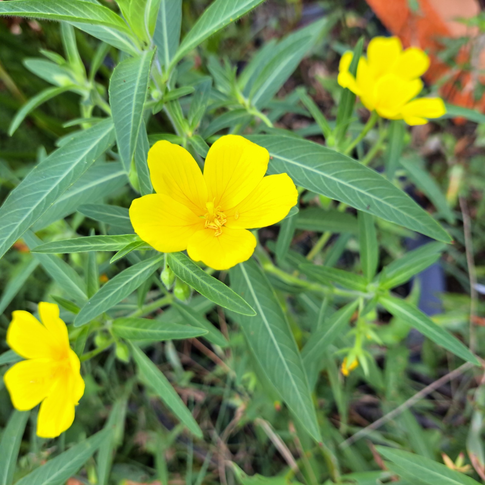 Aquatic plant produce yellow blooms/bog plants/water primrose
